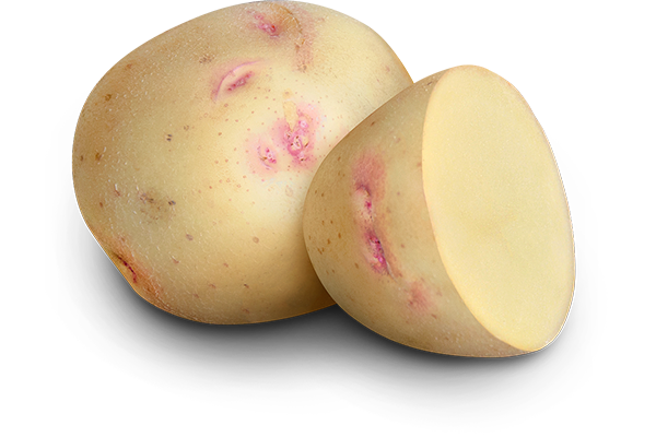 Earth Apples Alaska Bloom Seed Potatoes 1kg
