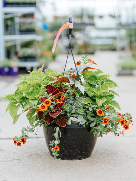 Dutch Growers Times Square #18 Hanging Basket 14" Shade
