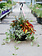 Grass Phoenix #17 Hanging Basket 14" Shade