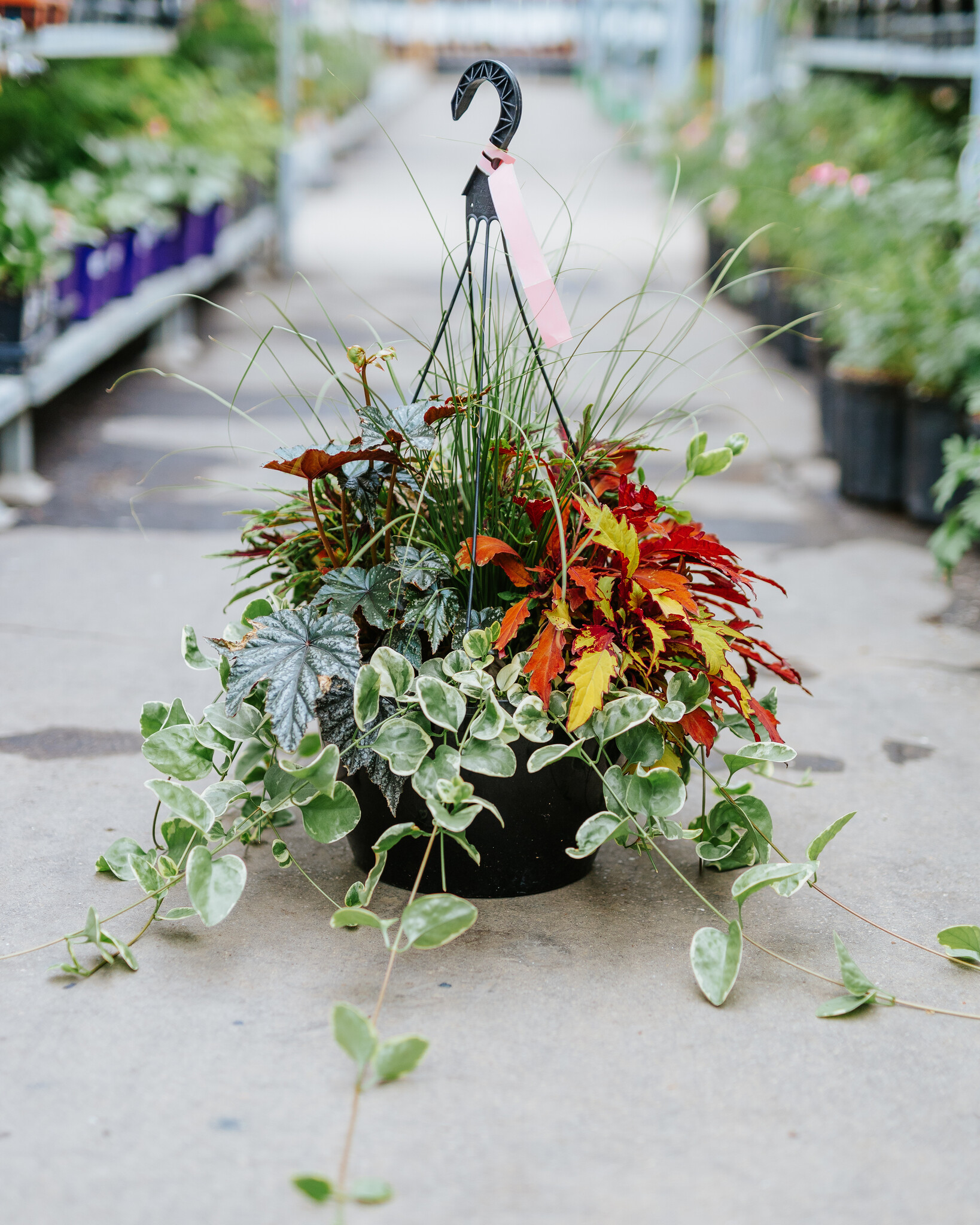 Grass Phoenix #17 Hanging Basket 14" Shade