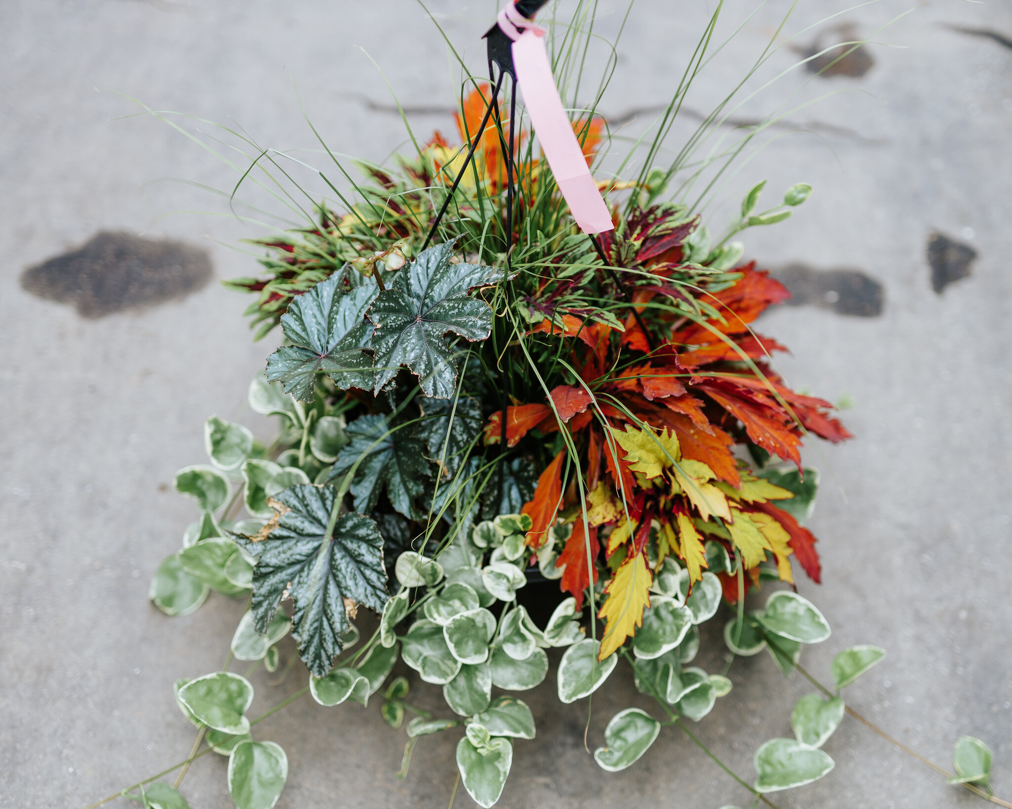 Grass Phoenix #17 Hanging Basket 14" Shade