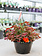Coral Swirl #19 Hanging Basket 14" Shade