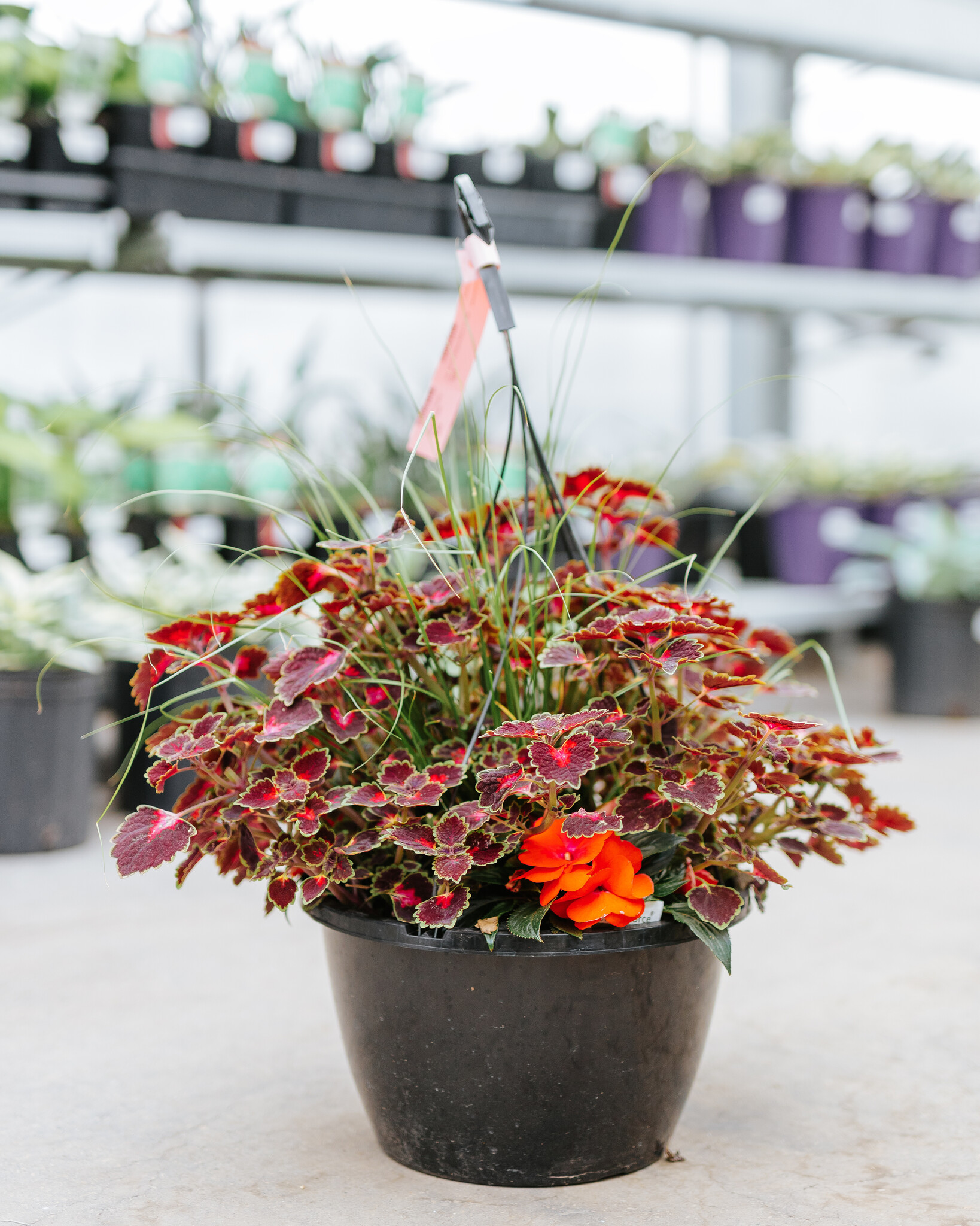 Coral Swirl #19 Hanging Basket 14" Shade