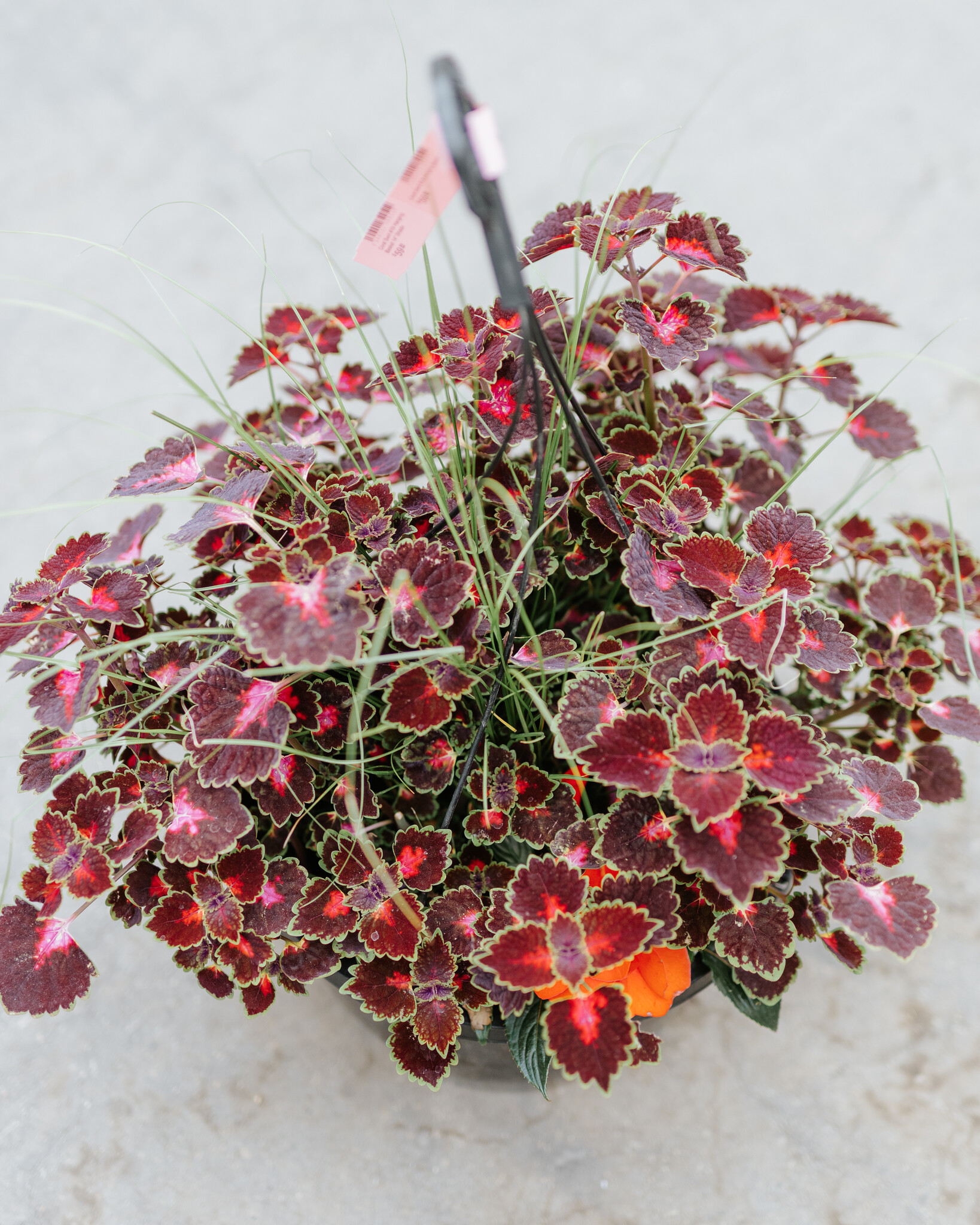 Coral Swirl #19 Hanging Basket 14" Shade