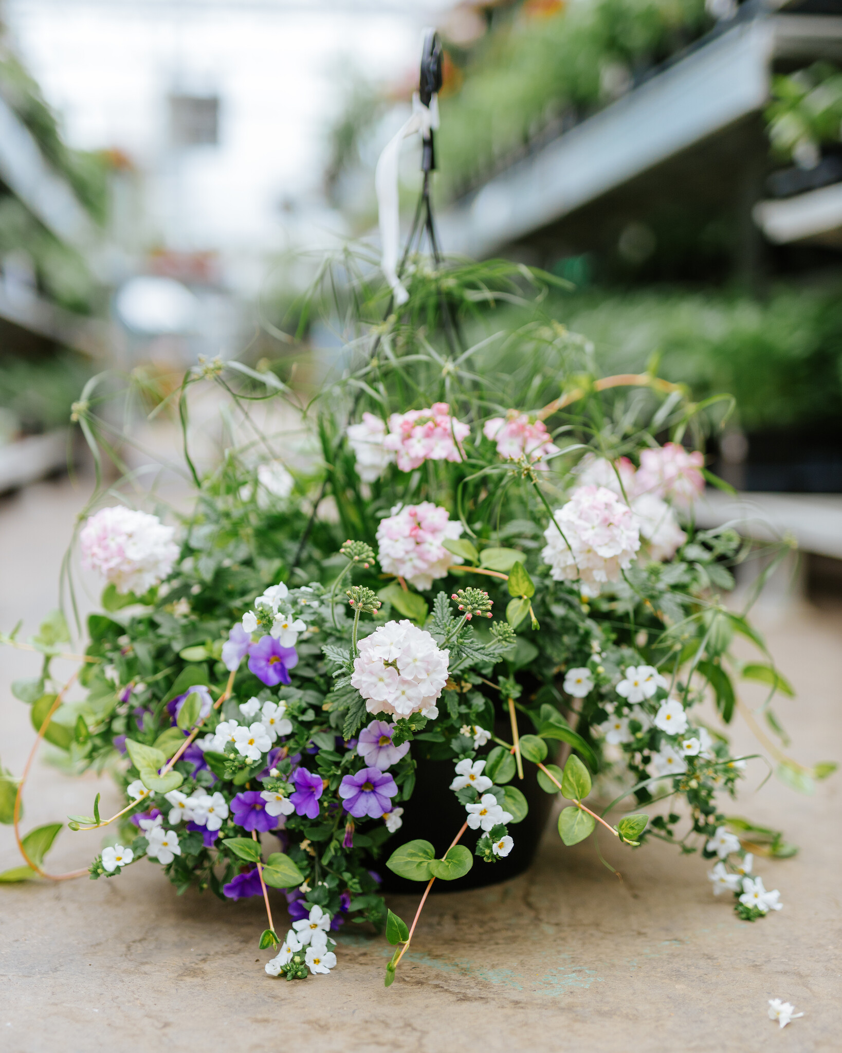 Blueberry Parfait #5 Hanging Basket 14" Sun