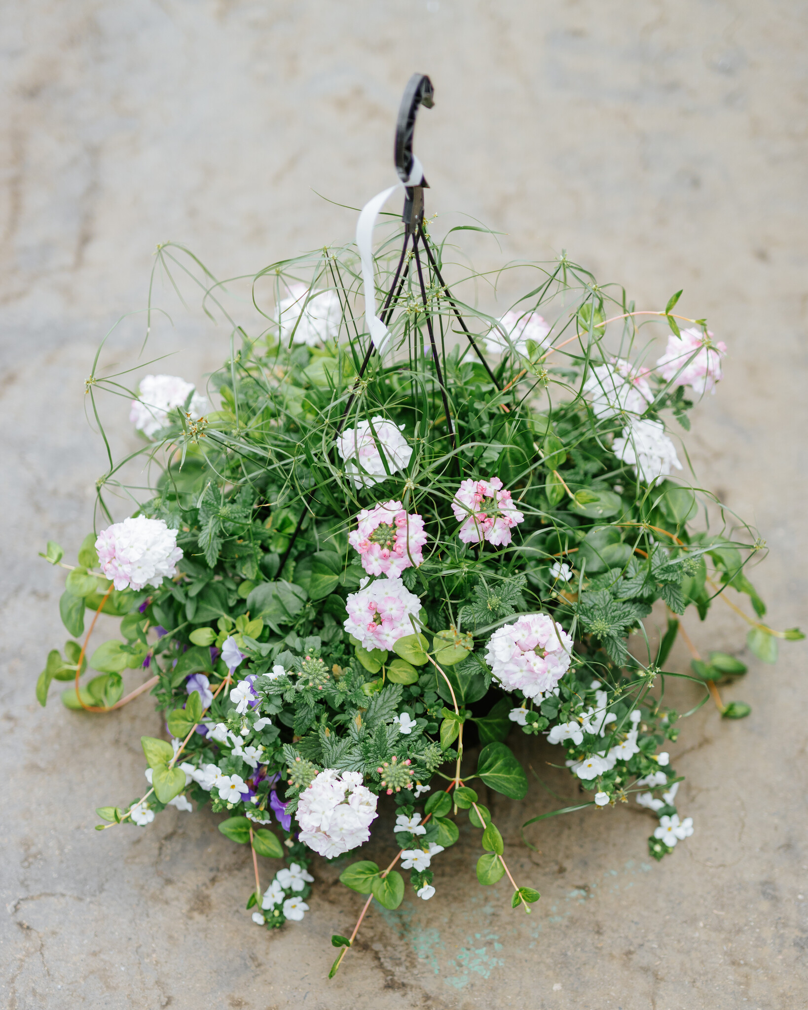 Blueberry Parfait #5 Hanging Basket 14" Sun