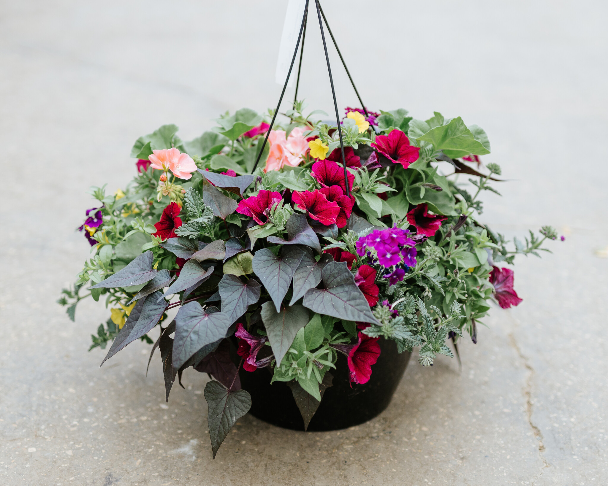 Bejeweled #13 Hanging Basket 14" Sun