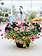 Daisy Dance #10 Hanging Basket 14" Sun