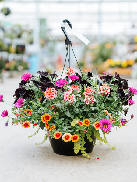 Daisy Dance #10 Hanging Basket 14" Sun