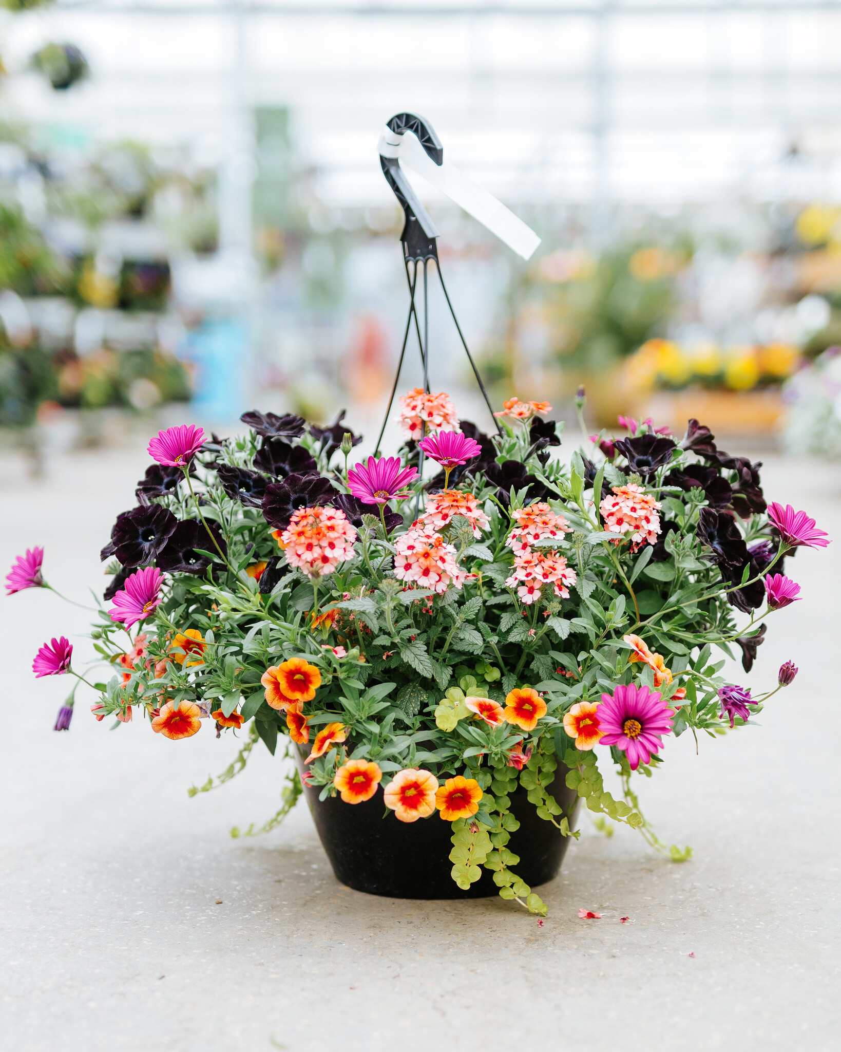 Daisy Dance #10 Hanging Basket 14" Sun