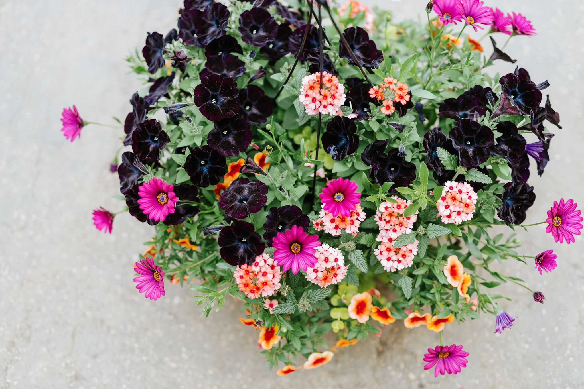 Daisy Dance #10 Hanging Basket 14" Sun