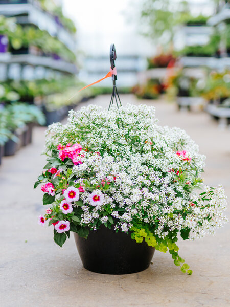 Rocco Rose #16 Hanging Basket 14" Shade