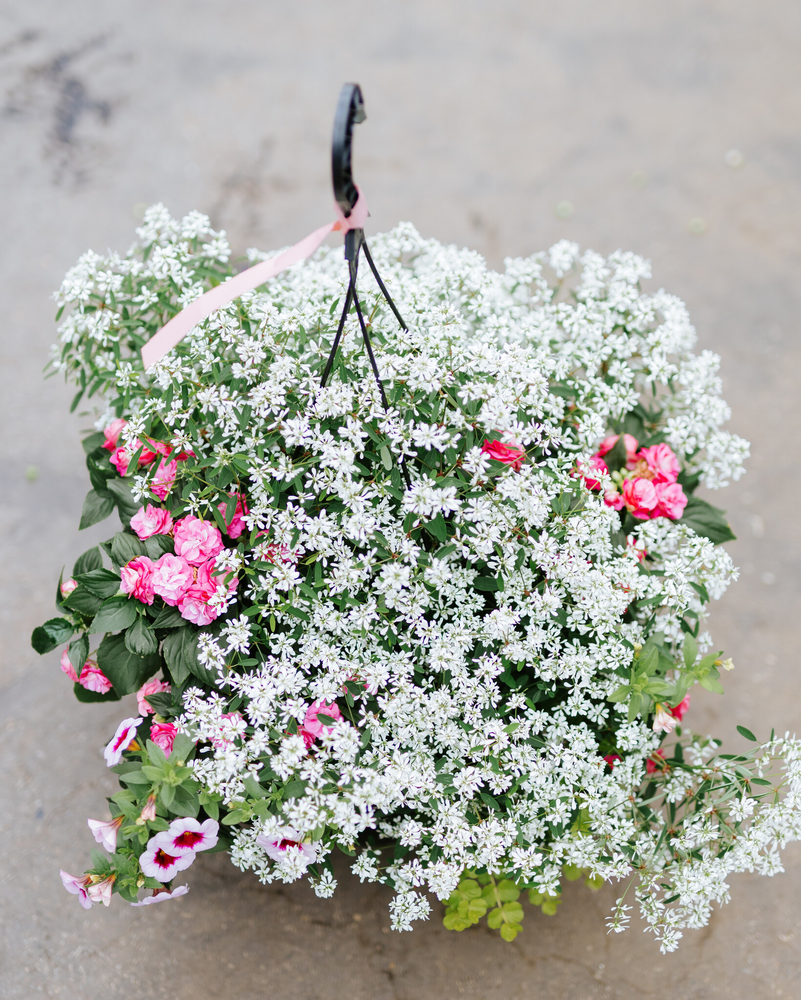 Rocco Rose #16 Hanging Basket 14" Shade