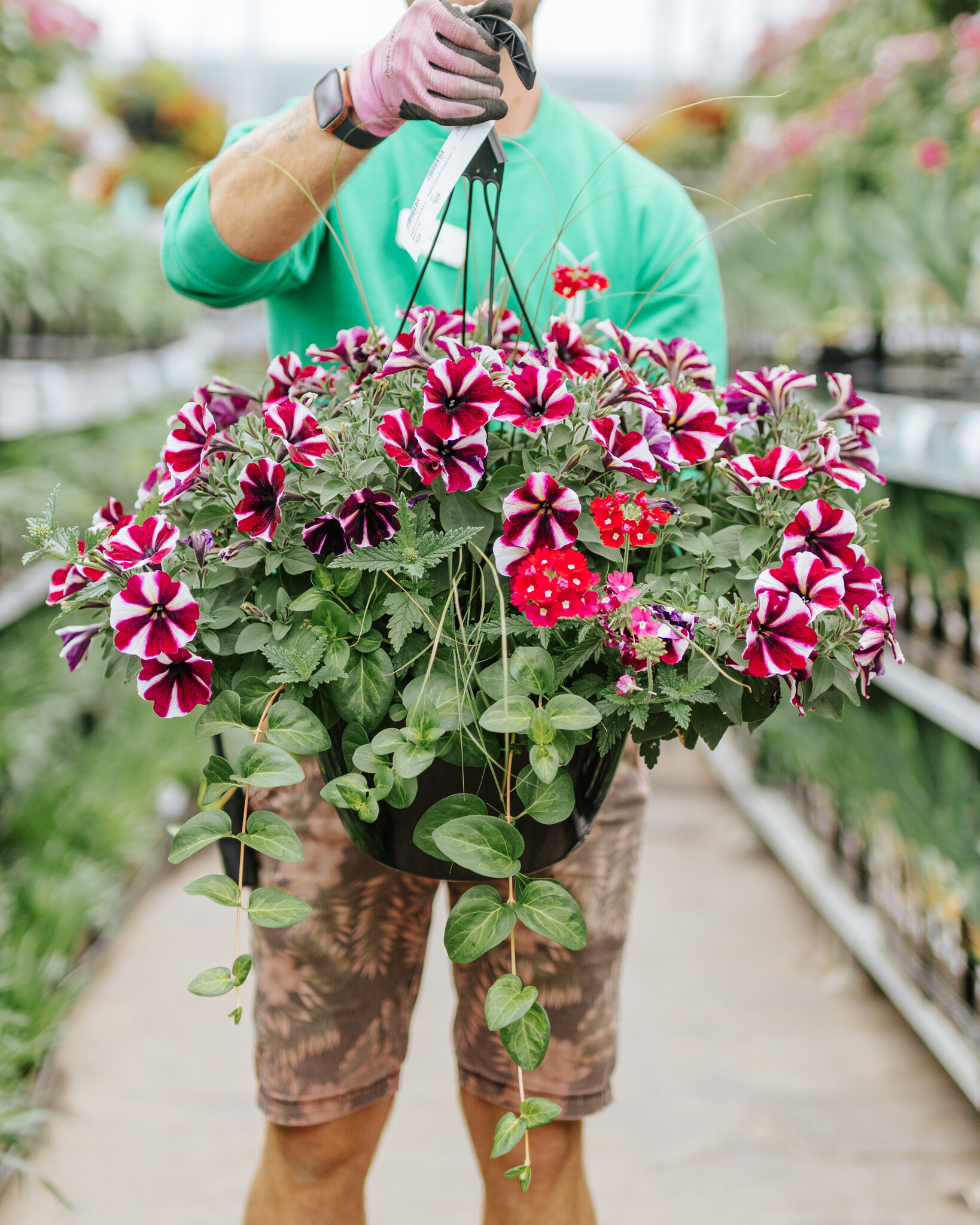 Hanging Basket 14" Sun Raspberry Sorbet