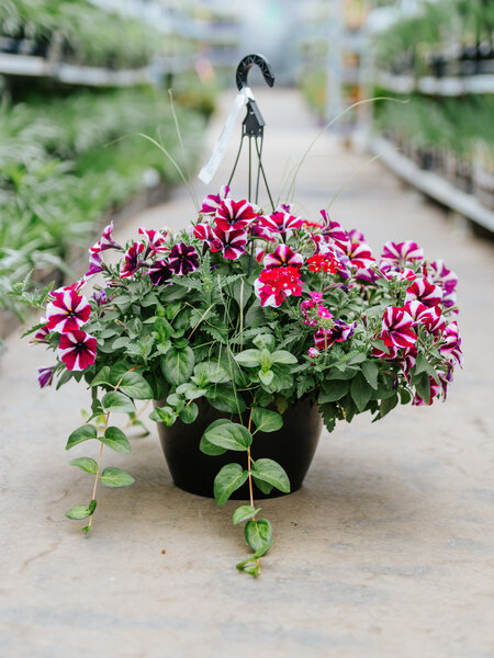 Hanging Basket 14" Sun Raspberry Sorbet