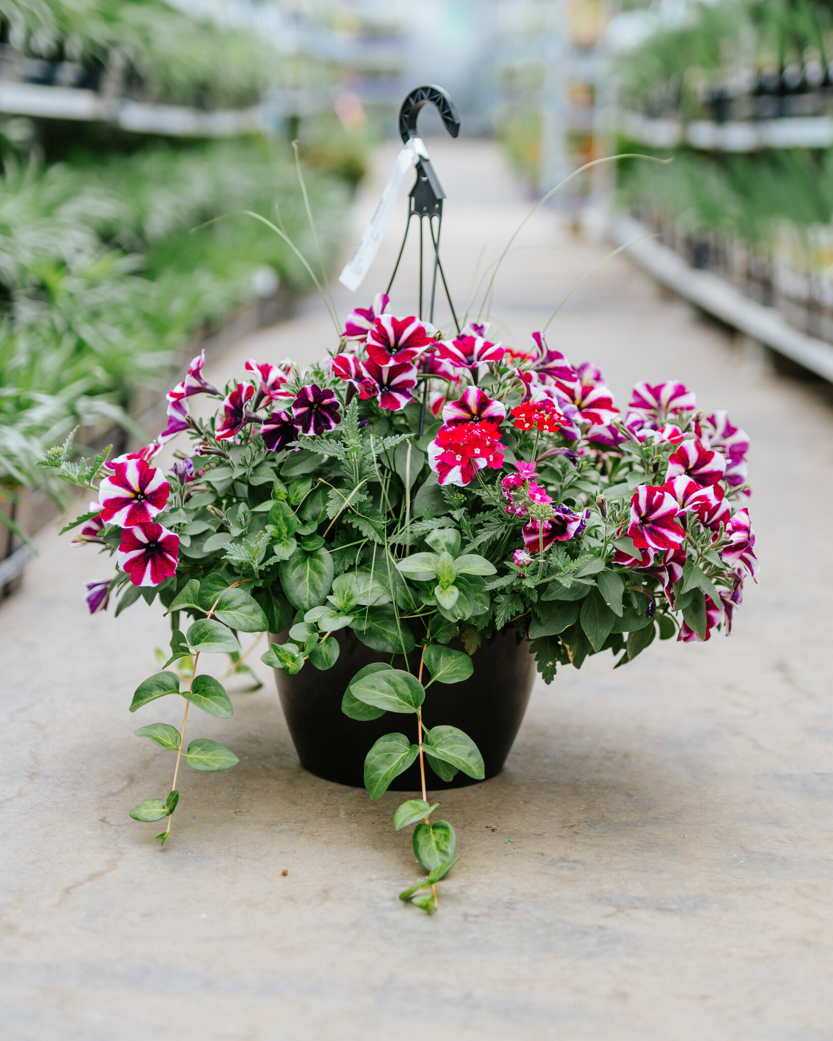 Hanging Basket 14" Sun Raspberry Sorbet