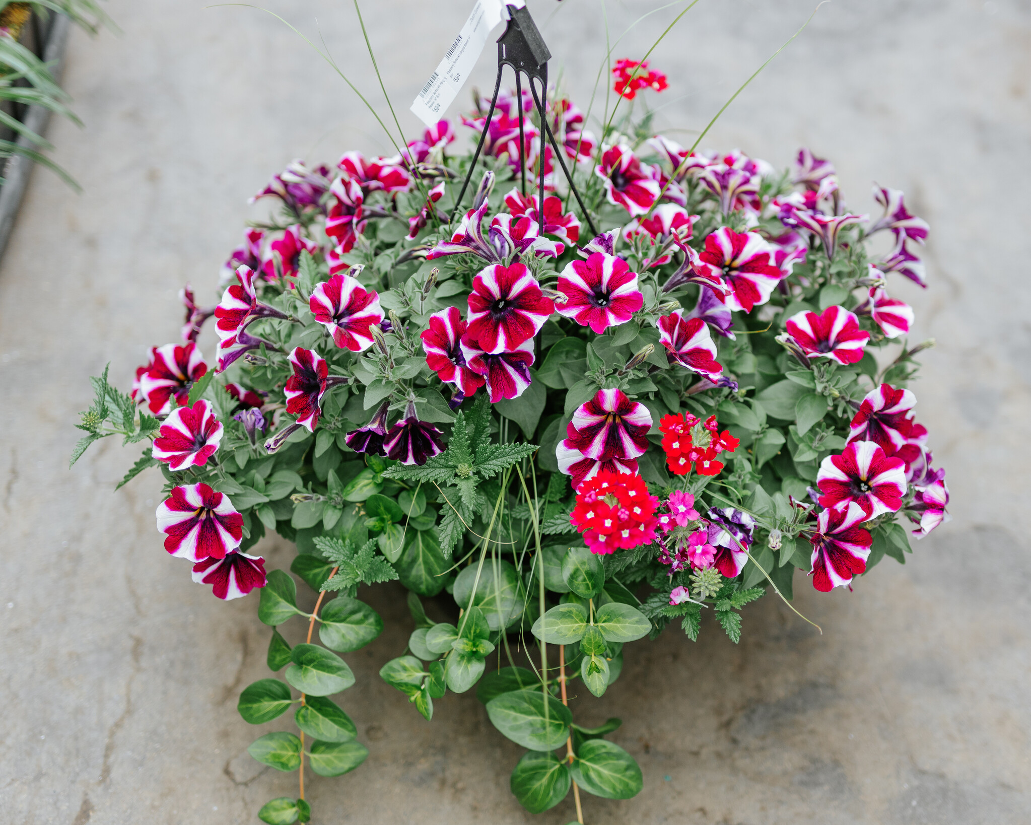 Hanging Basket 14" Sun Raspberry Sorbet