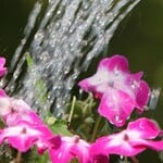 Planting & Installation Services