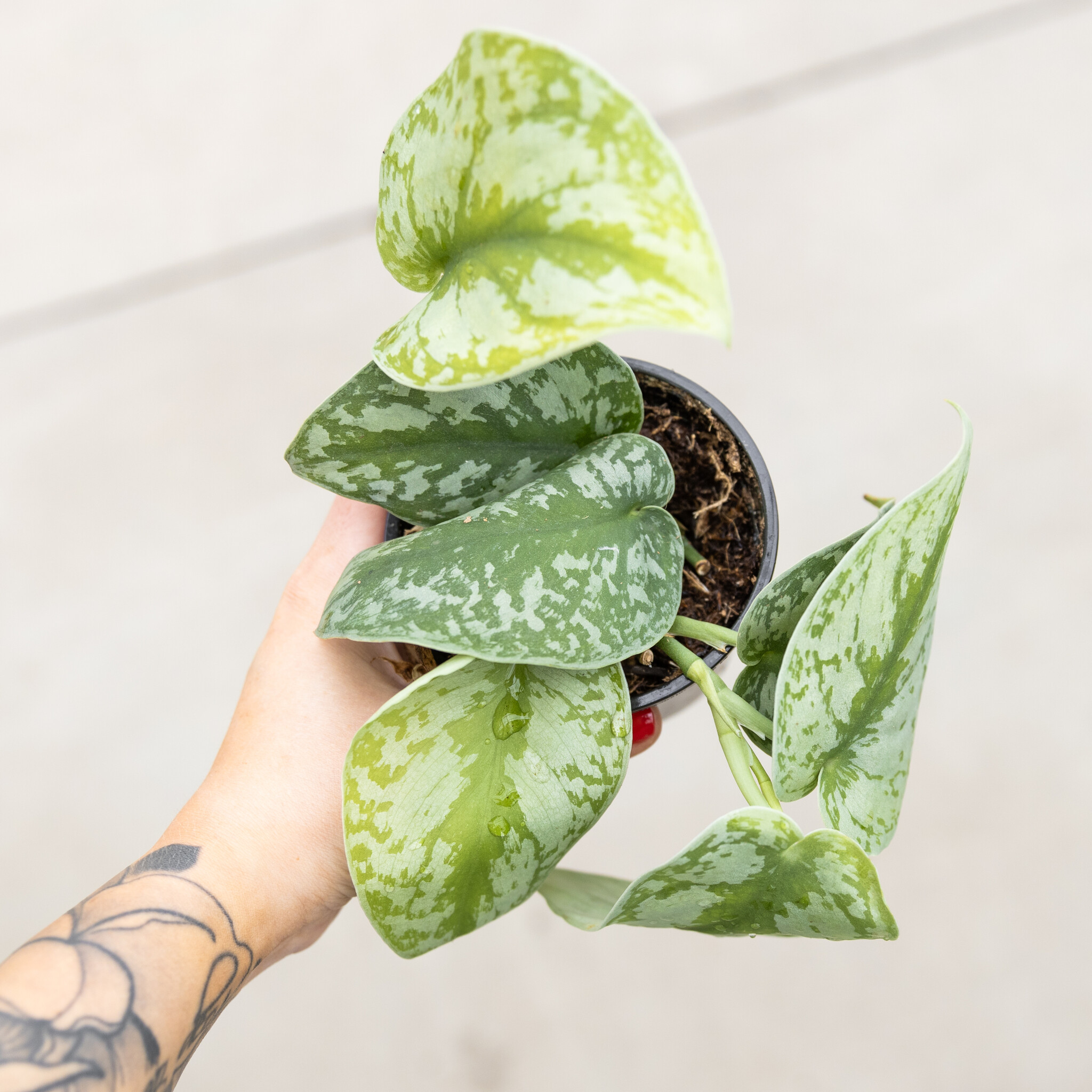 Scindapsus Exotica 4"