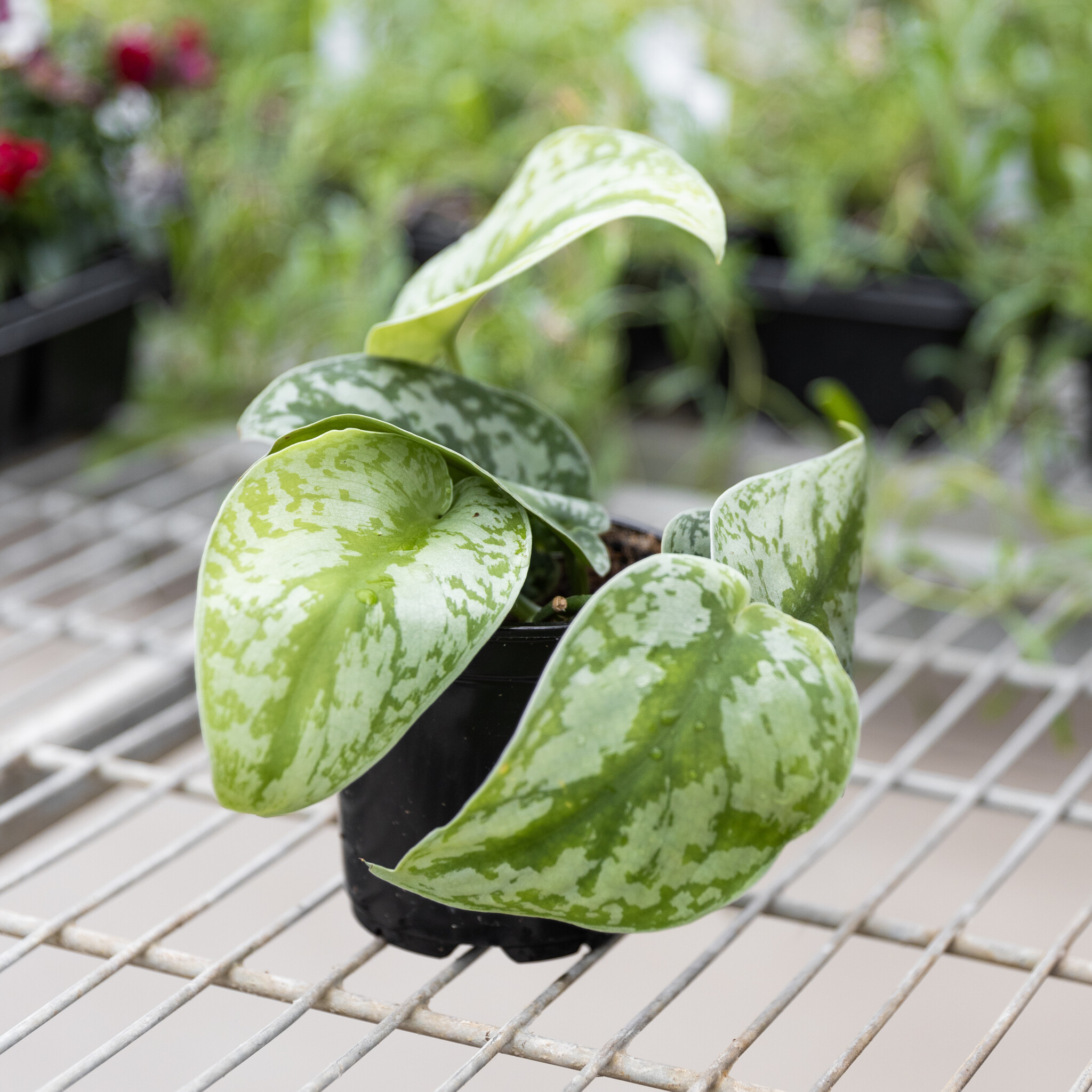 Scindapsus Exotica 4"