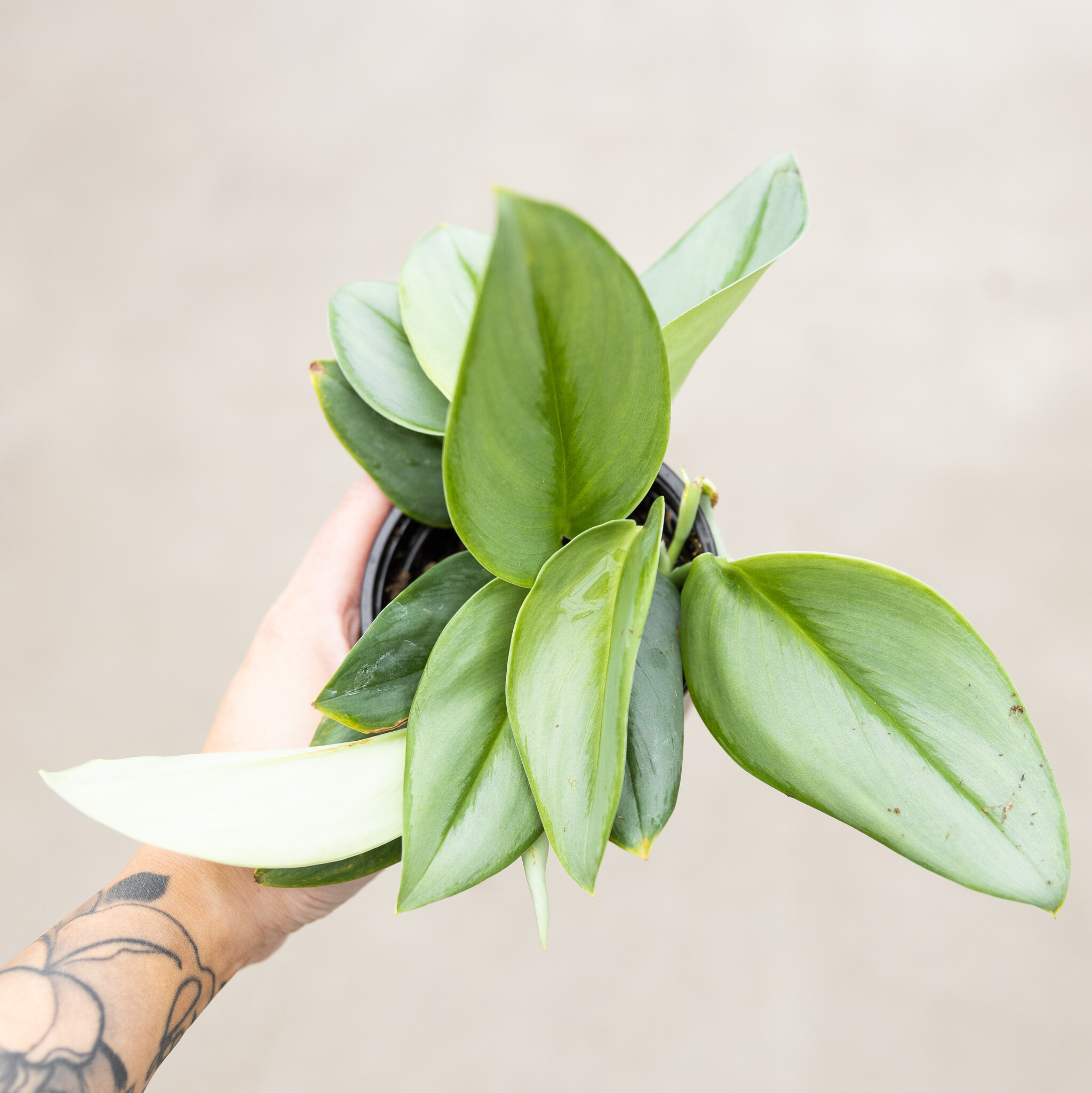 Scindapsus Treubii Moonlight 4"