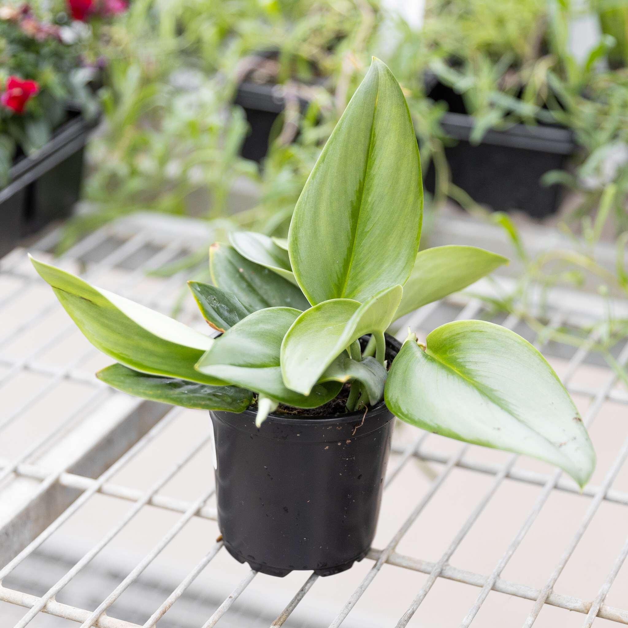 Scindapsus Treubii Moonlight 4"