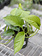 Pothos Jade
