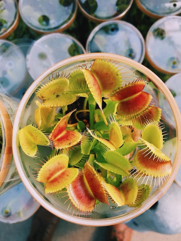 Venus Fly Trap