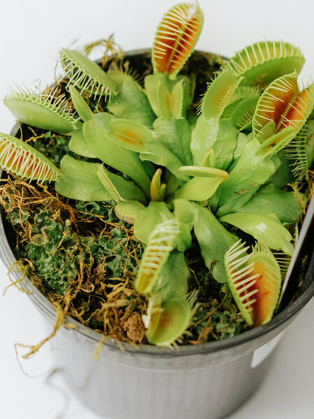Venus Fly Trap