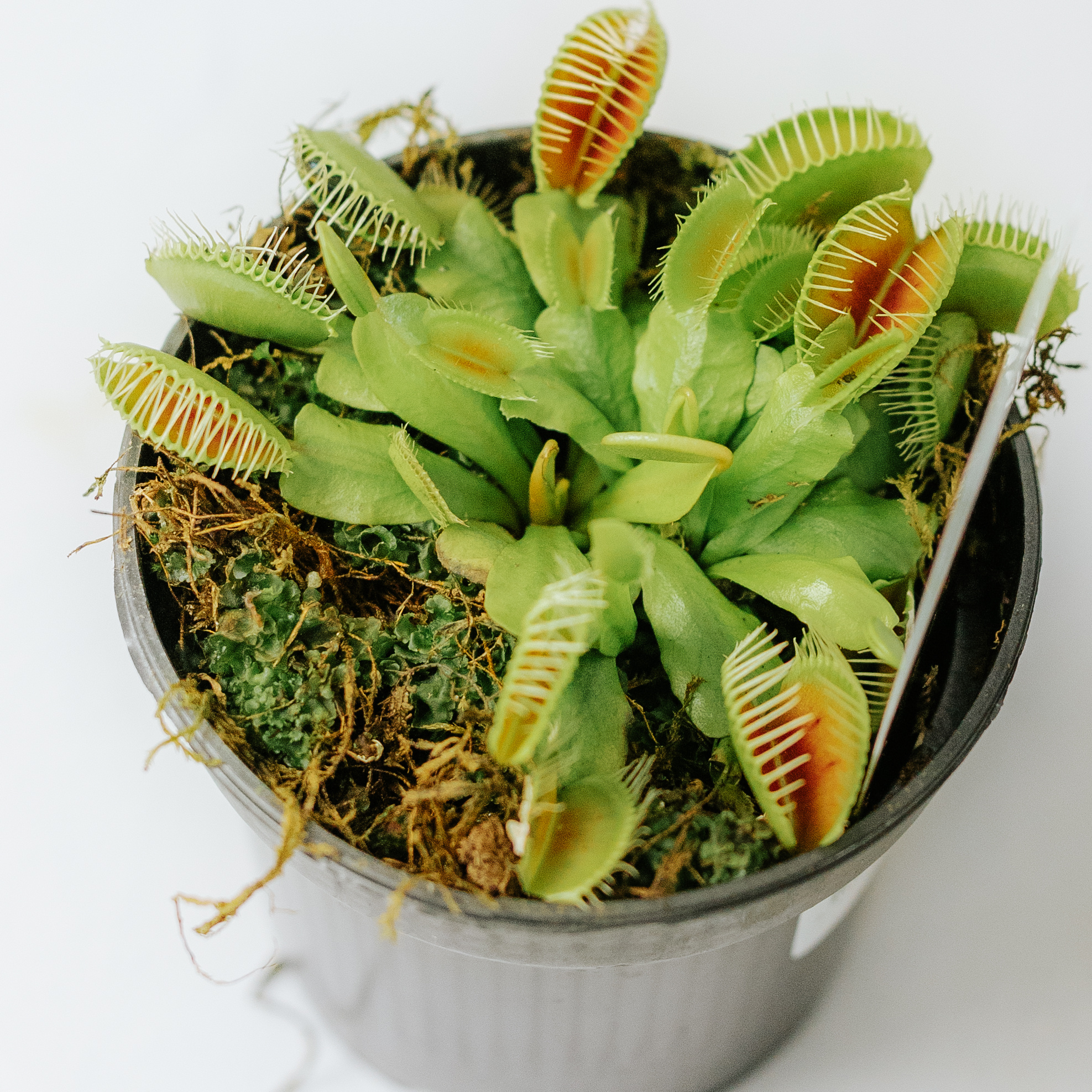 Venus Fly Trap