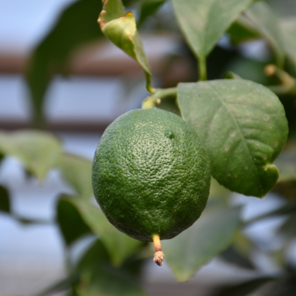 Persian Lime