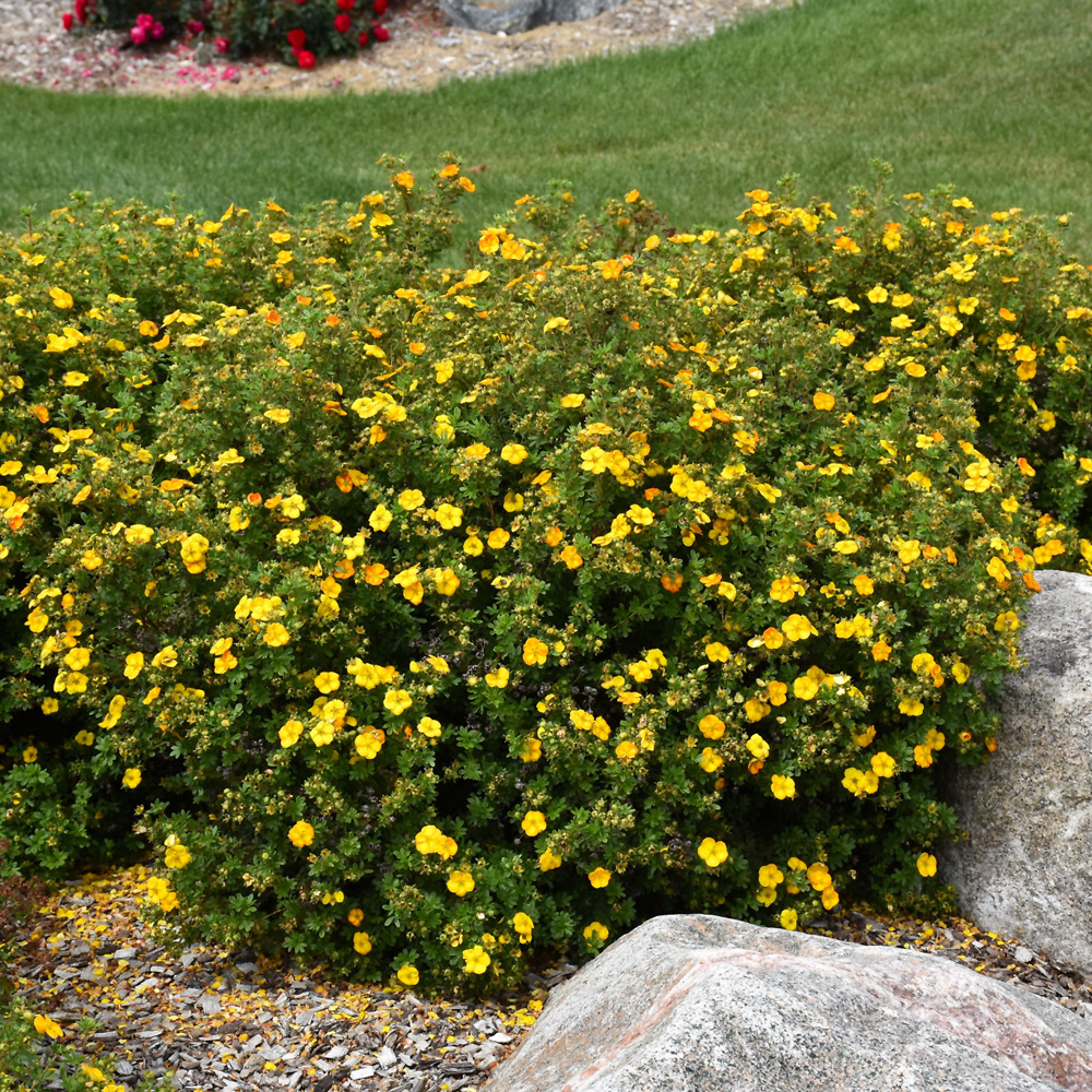 Potentilla Mandarin Tango