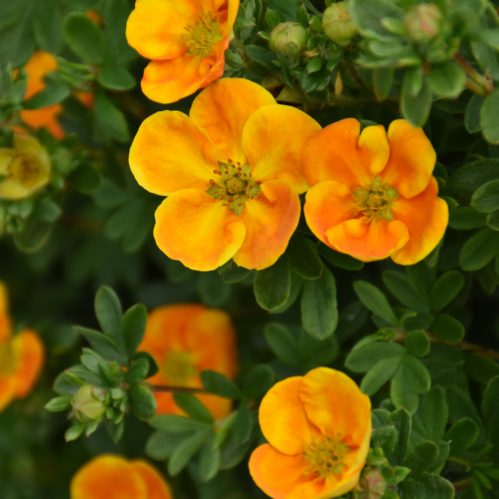 Potentilla Mandarin Tango