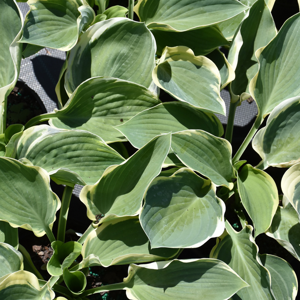 Hosta Orion's Belt 5.5"