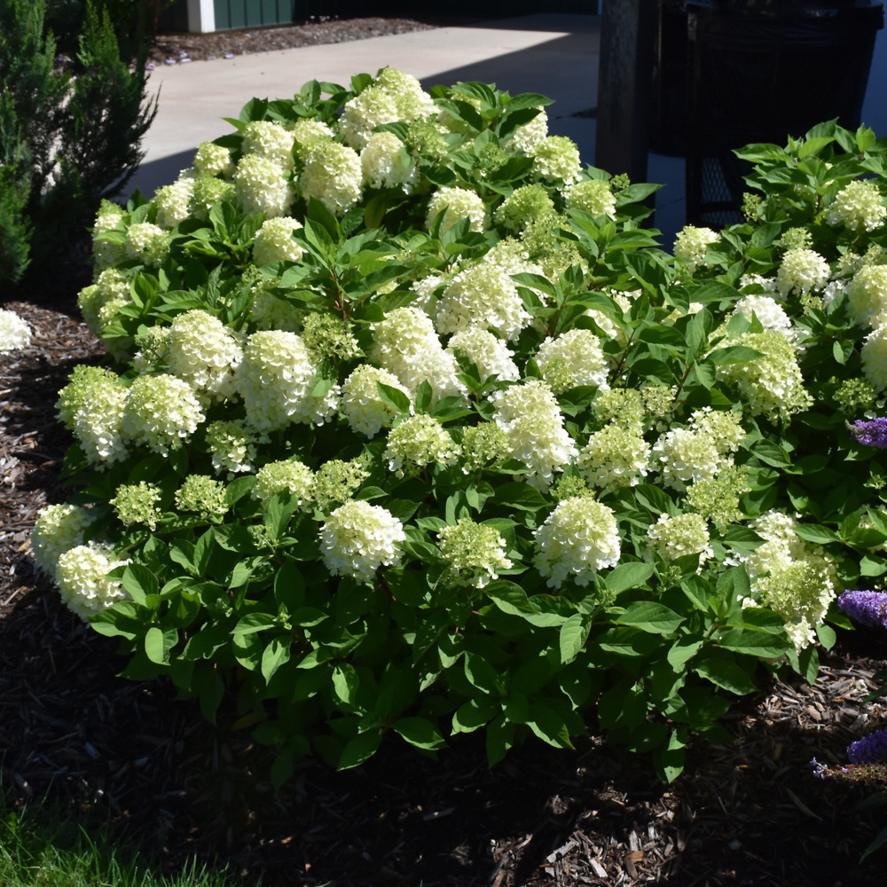 Hydrangea Fire Light Tidbit