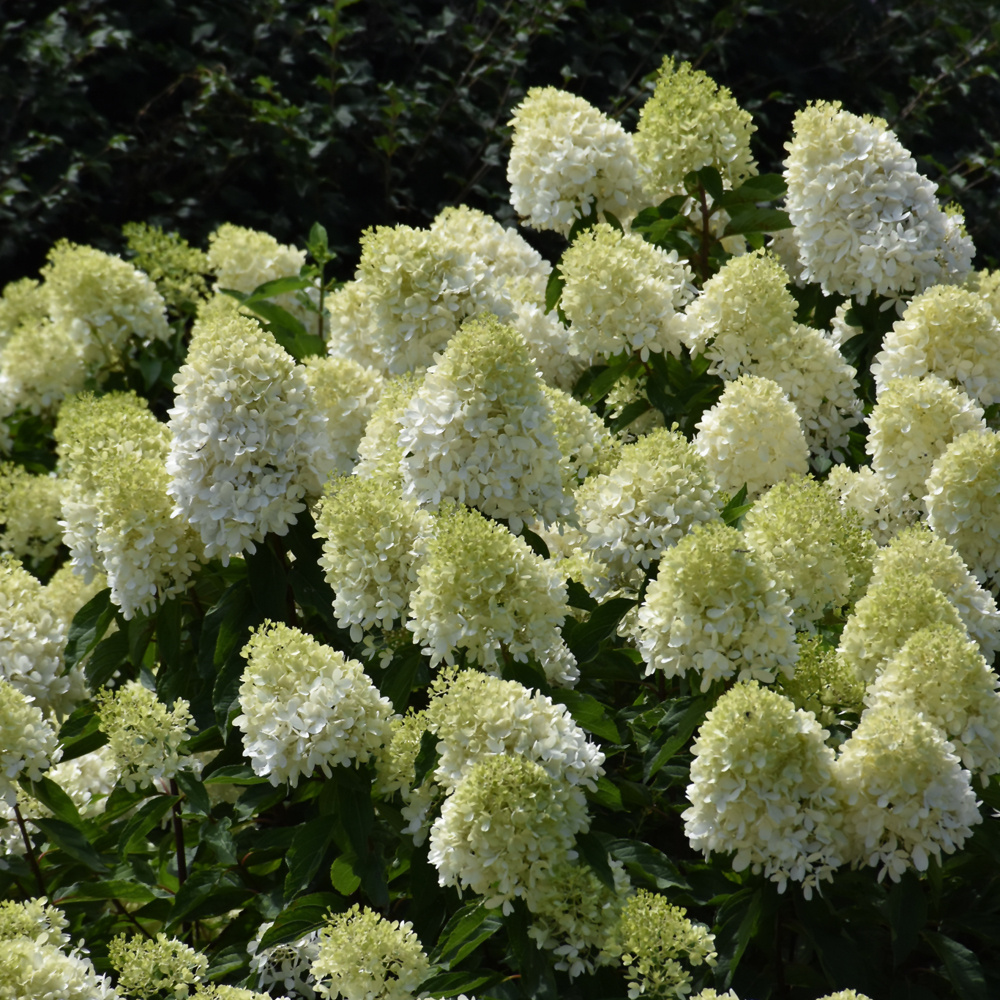 Hydrangea Limelight Prime