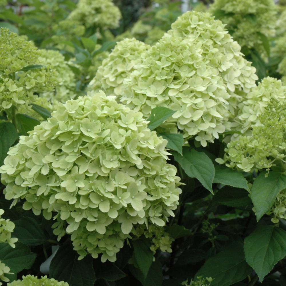 Hydrangea Limelight Prime