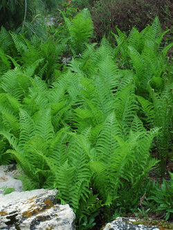 Fern Native 1gal