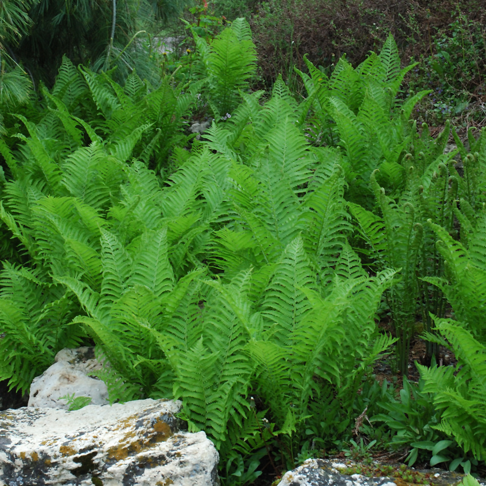 Fern Native 1gal