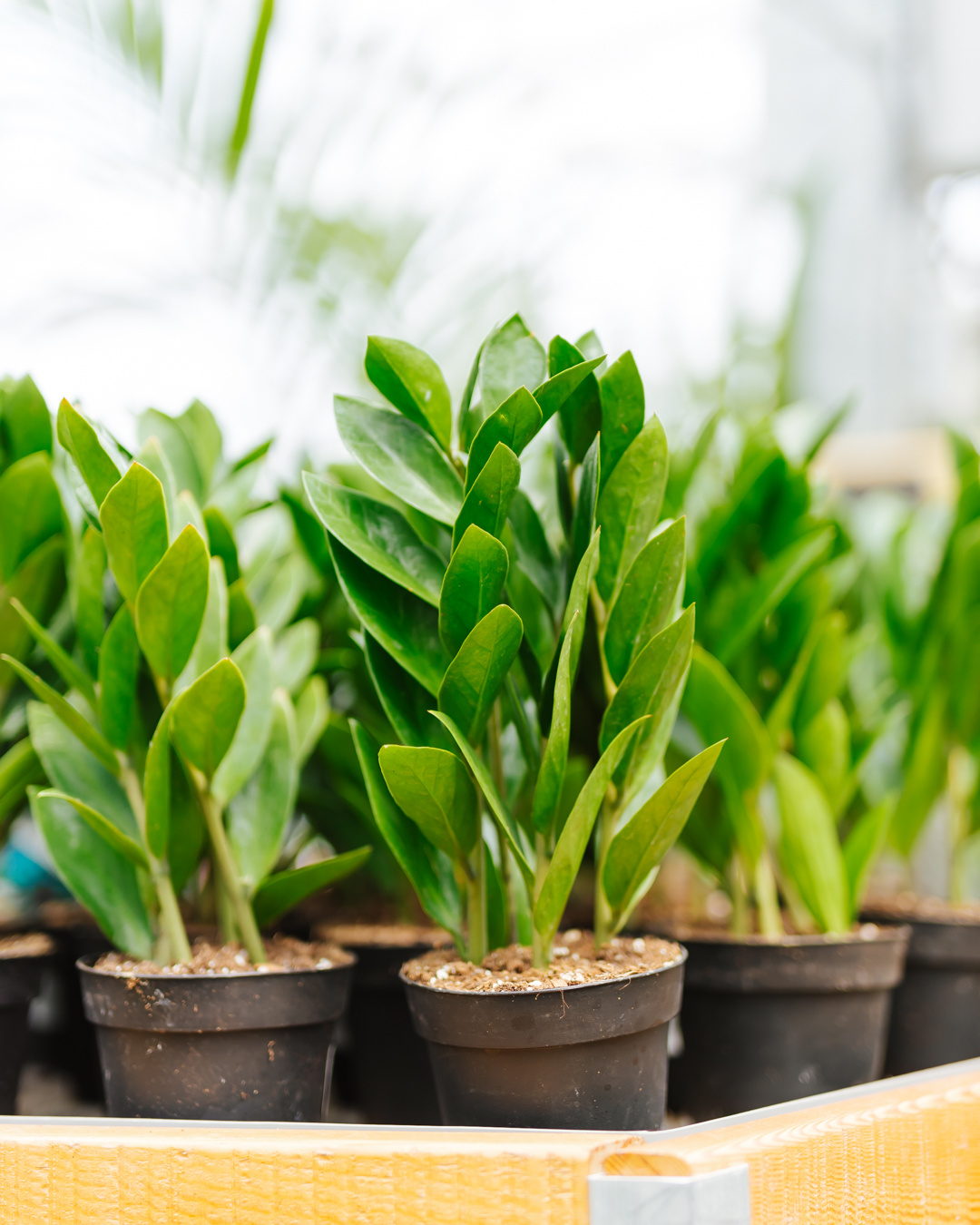 ZZ Plant Zamicro Dwarf 4"