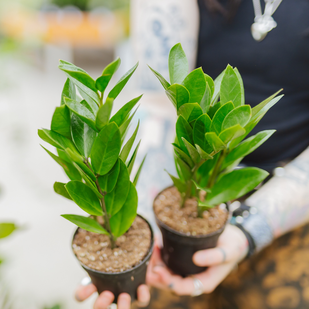 ZZ Plant Zamicro Dwarf 4"