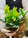 ZZ Plant Lucky 6"