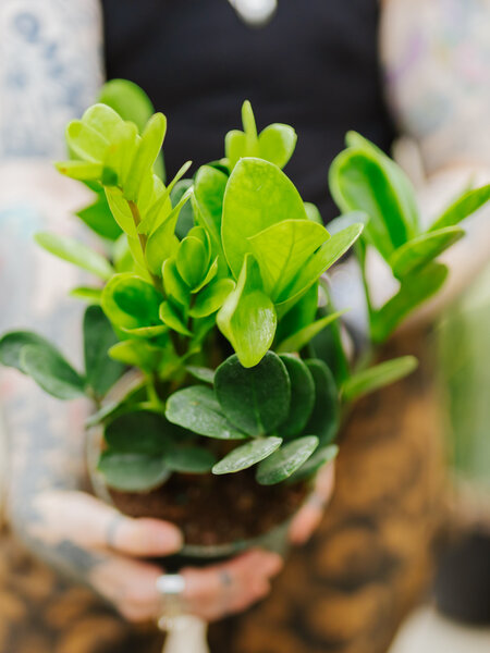 ZZ Plant Lucky 6"