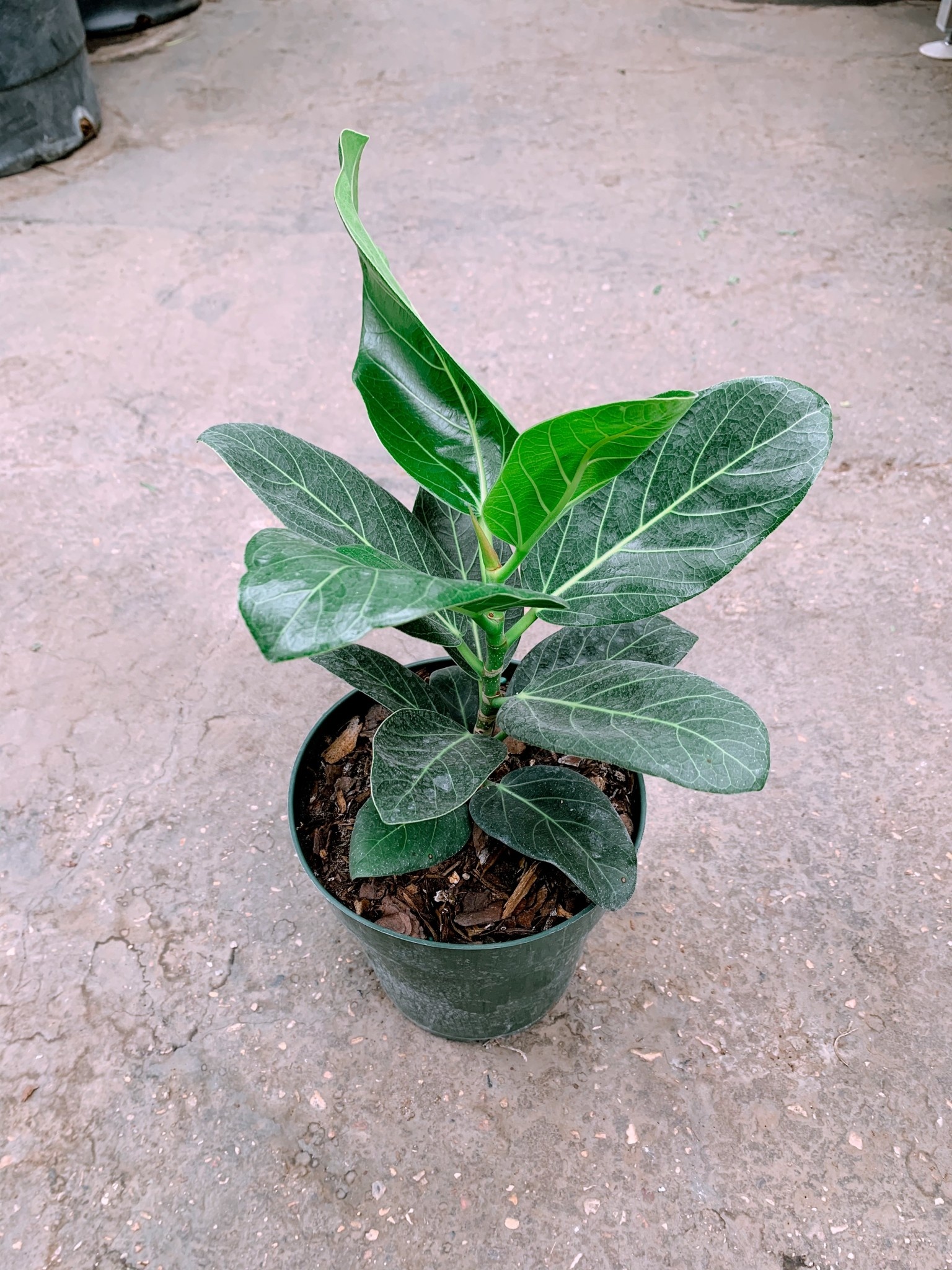 Ficus Audrey