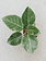 Ficus Audrey