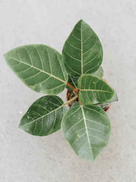 Ficus Audrey