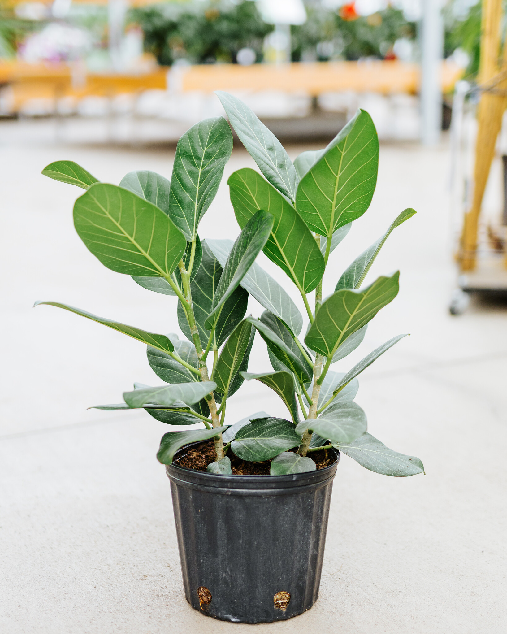 Ficus Audrey