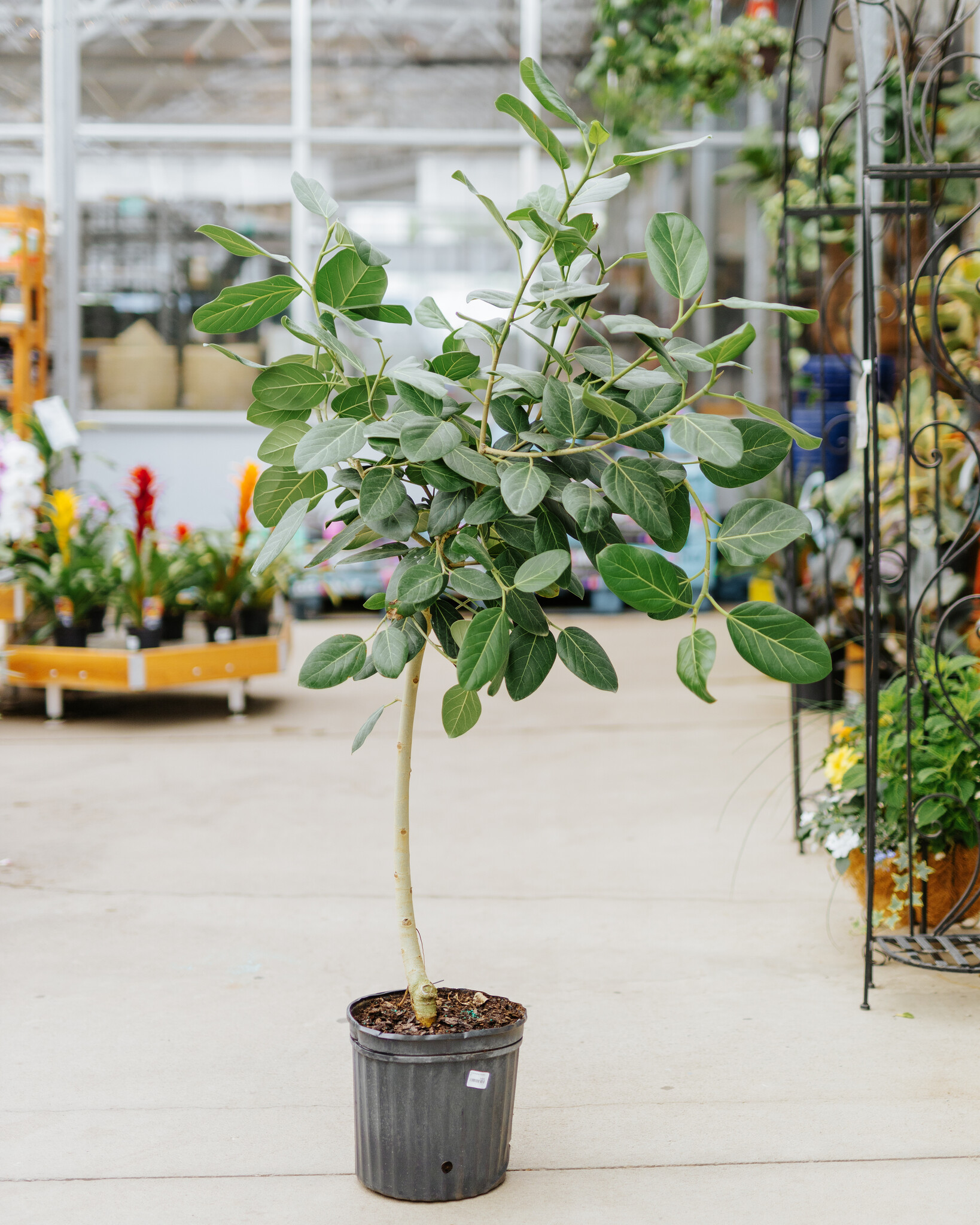 Ficus Audrey