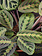 Prayer Plant Red 6"