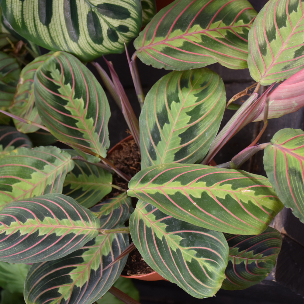 Prayer Plant Red 6"
